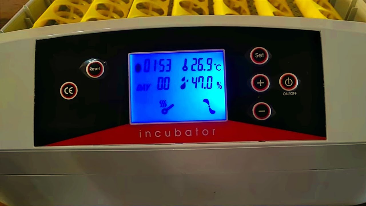 Cómo sacar más pollitos con esta incubadora