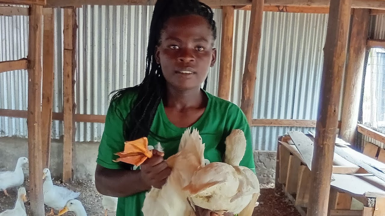 WHY WE REAR DUCKS/ HEIFER RECOVERY AT THE IVONO FARM. 