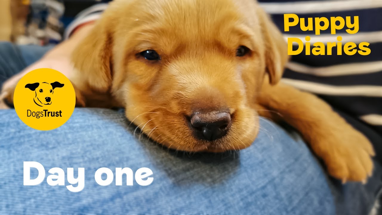 Day one with a new puppy | Dogs Trust
