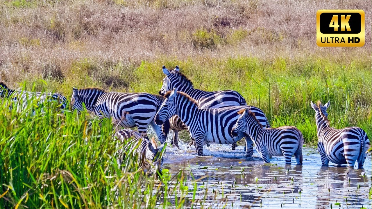 🌍 Unseen Side of Africa's Wild! | Trekking Safari in Nairobi National Park | 4k UHD