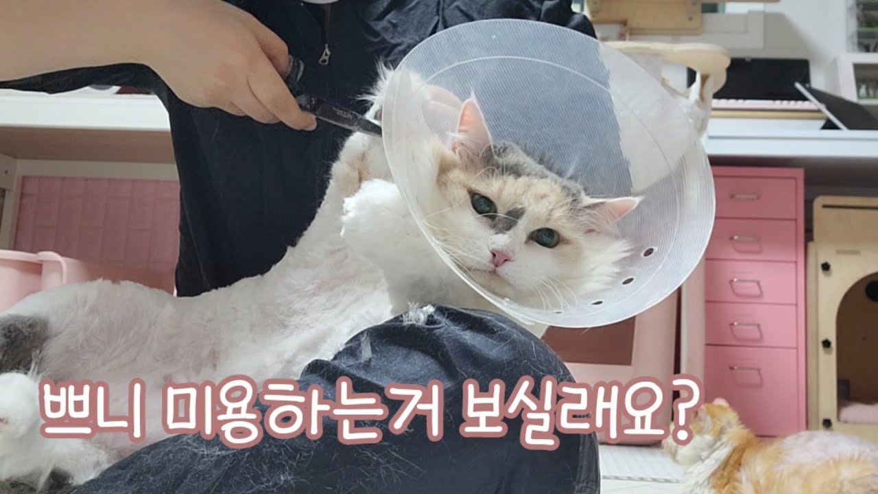 우리 쁘니 미용하는거 보실래요? (클리퍼 소음 주의)