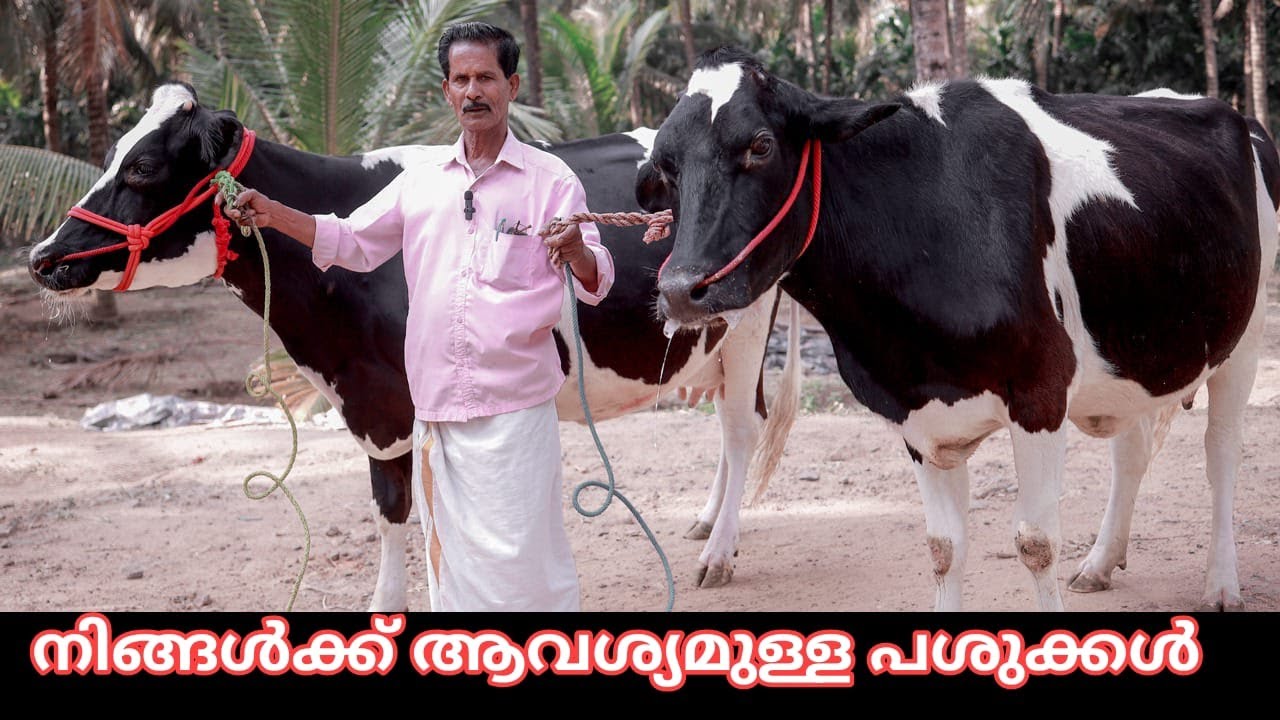 നിങ്ങൾക്ക് ആവശ്യമുള്ള പശുക്കൾ ഇവിടെ ഉണ്ട് #cow  #dairyfarming  #farmhouse