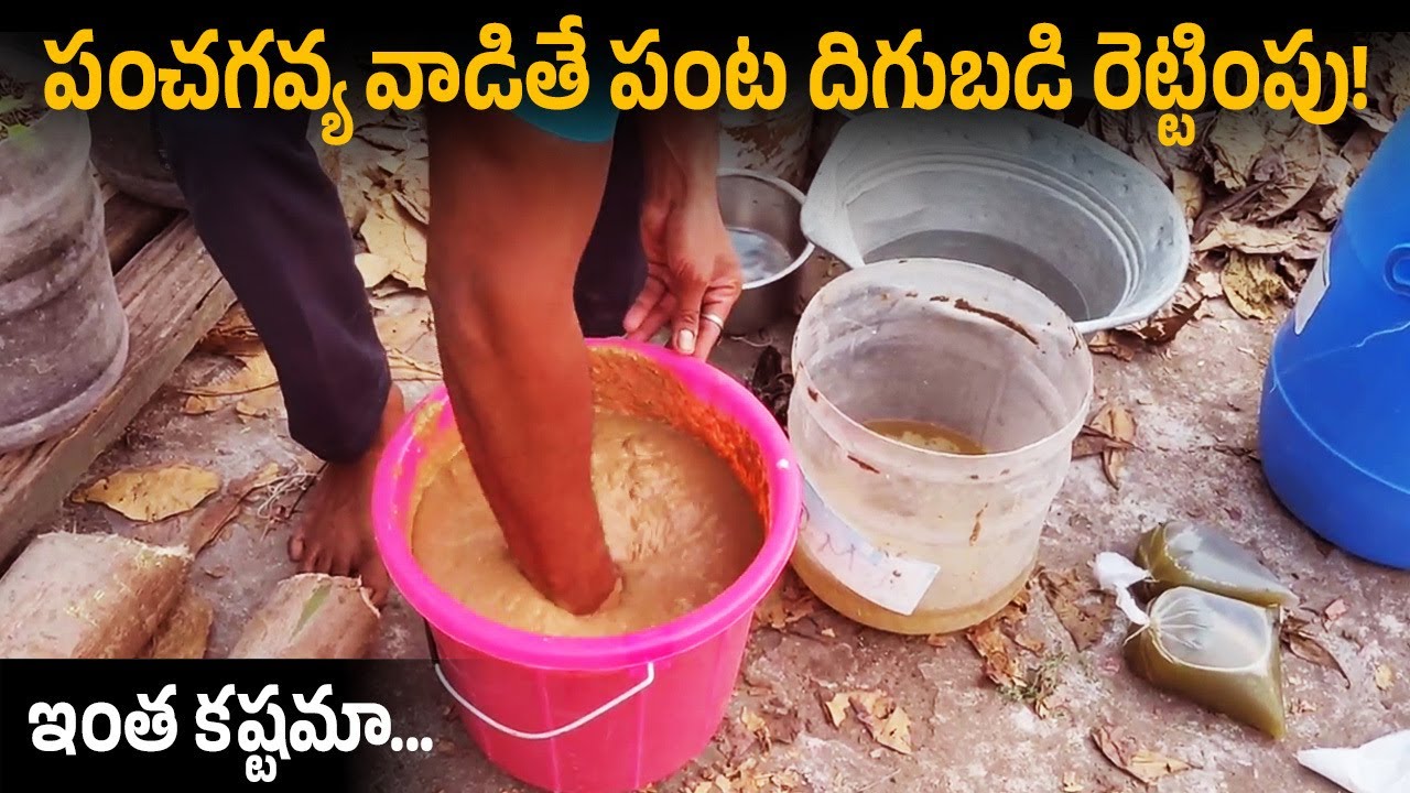 How To Make Panchagavaya at Home | Panchagavya Preparation in Telugu | Making Organic Fertilzer