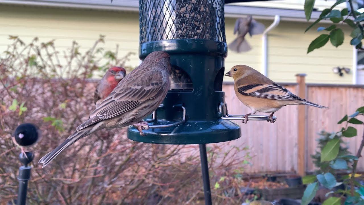Sunny Winter Gathering: Backyard Birds at the Feeder 🐤🥰✨#backyardbirds 