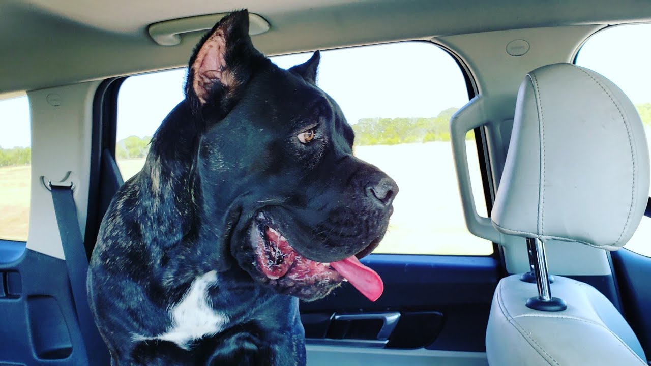 Admiral's first time at the dog park by himself