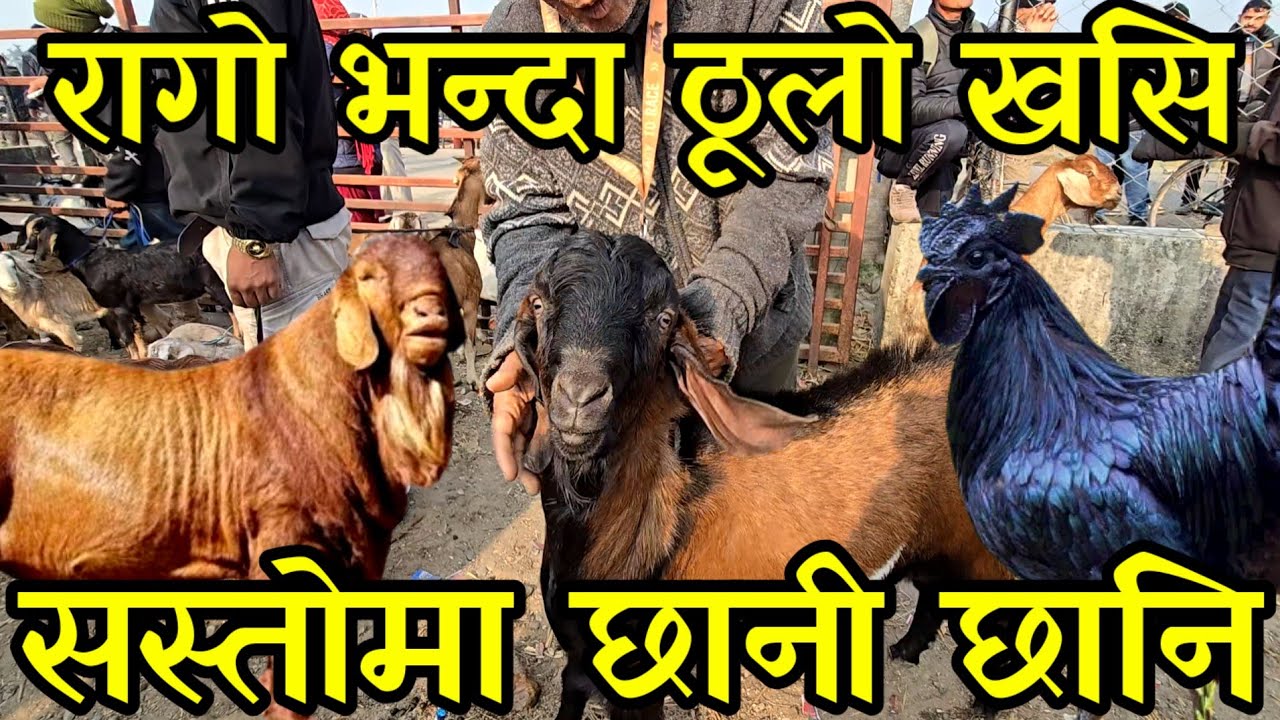 भालेको मुल्यमा रागो भन्दा ठूलो  खसी छानी छानी किन्न पाइने शनिस्चरे खसी बजारमा village goat  market
