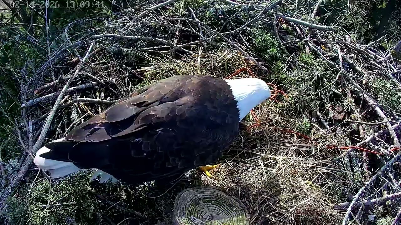 Bald eagles Ellie and Eddy.  Busy business for Ellie on this sunny day.  February 14, 2026