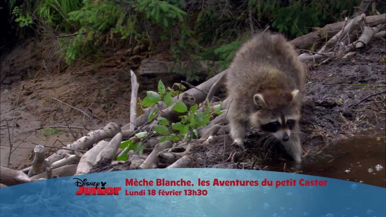 M&egrave;che Blanche- Les aventures du Petit Castor - Le 18 f&eacute;vrier &agrave; 13h30 sur Disney Junior