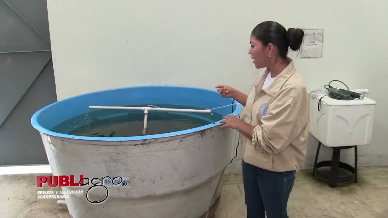 CAMARON GIGANTE DE MALASIA