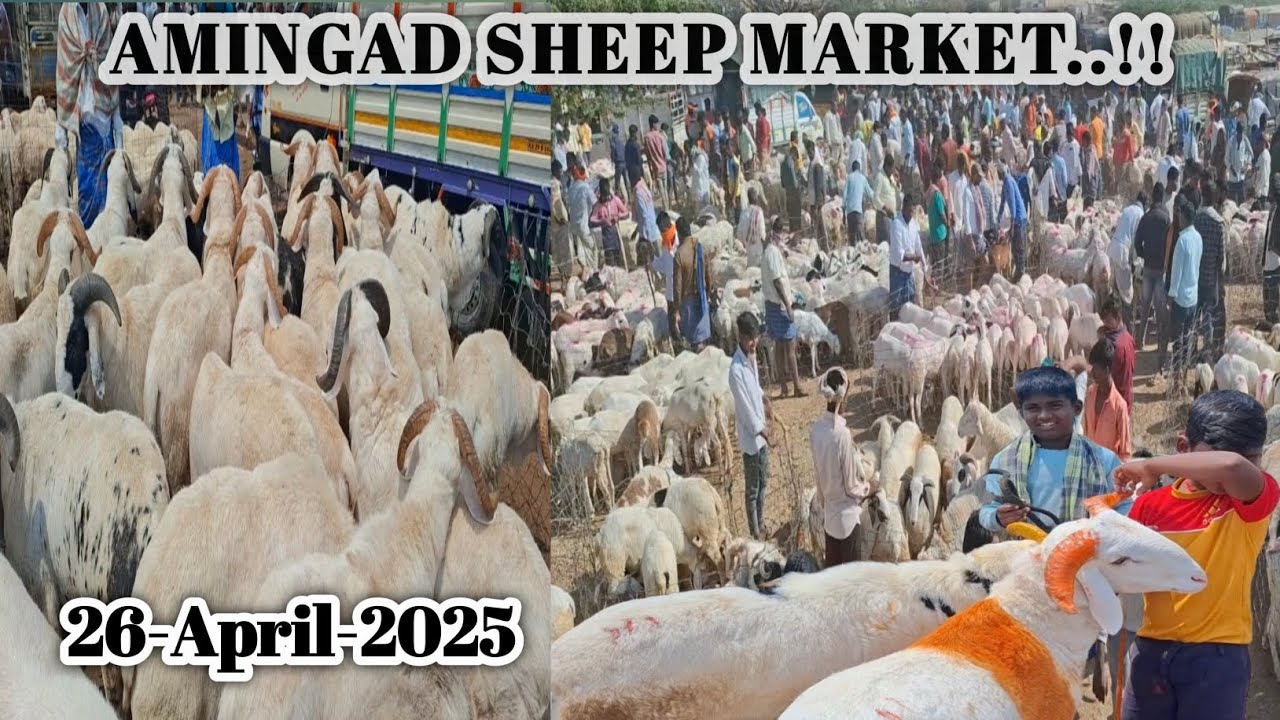 ಅಮೀನಗಡ ಕುರಿ ಮತ್ತು ಮೇಕೆ ಮಾರುಕಟ್ಟೆ | 26-04-2025 | karnataka Amingad sheep market | ಪ್ರತಿ ಶನಿವಾರ |