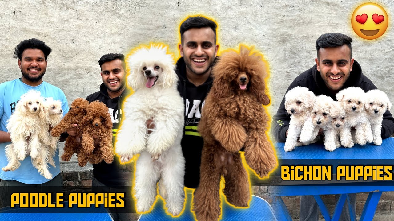 This Guy Has Toy Poodle , Bichon & Many Exotic Breeds in Delhi 😍😱
