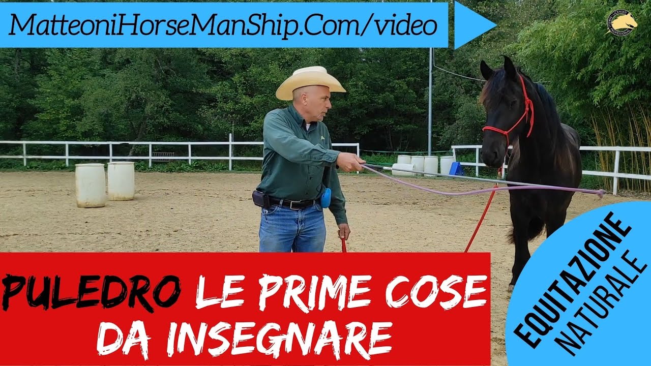 Cosa deve saper un Puledro  Le prime cose da insegnare