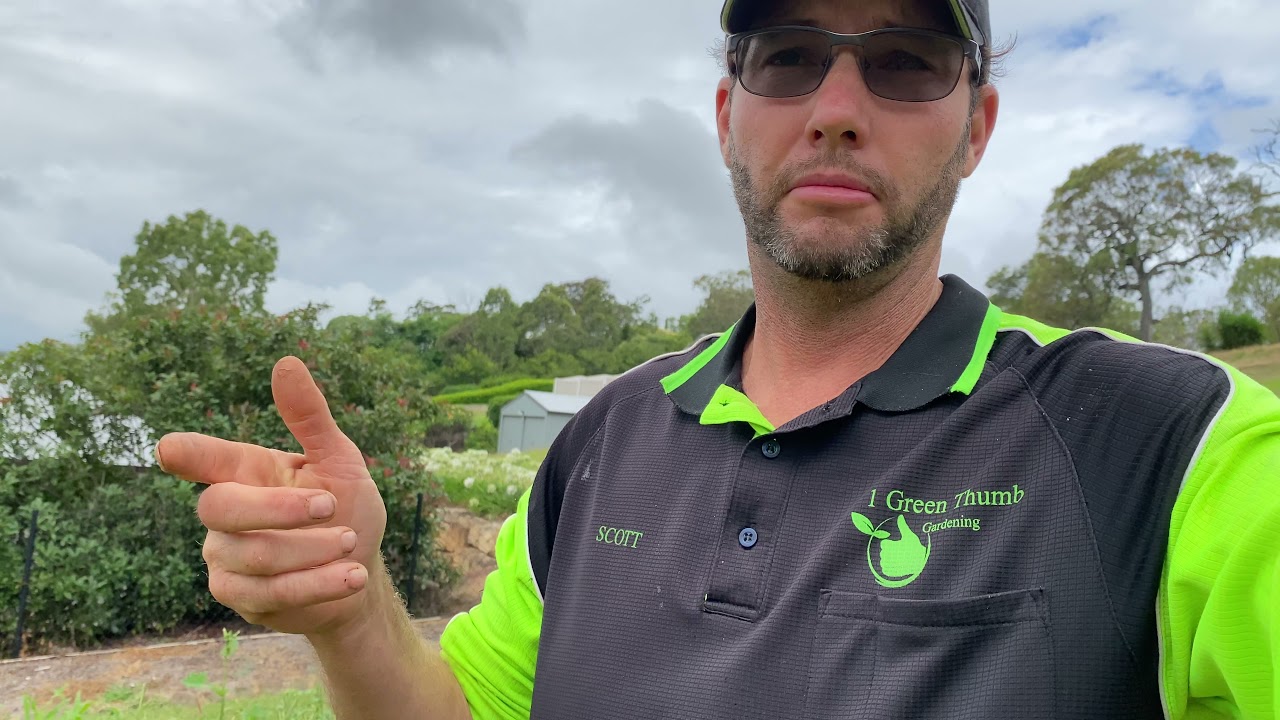 Weeds in south east QLD