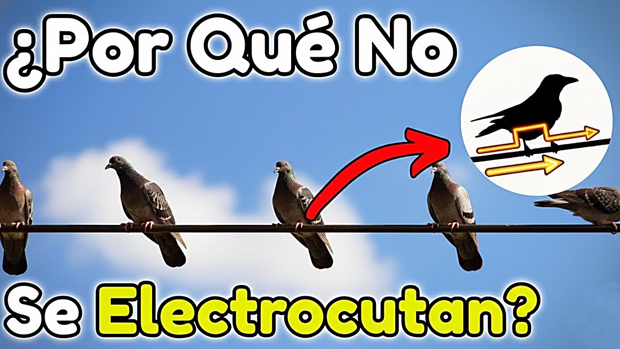 ¿Por Qué Los Pájaros NO Se Electrocutan en los Cables de Alta Tensión?