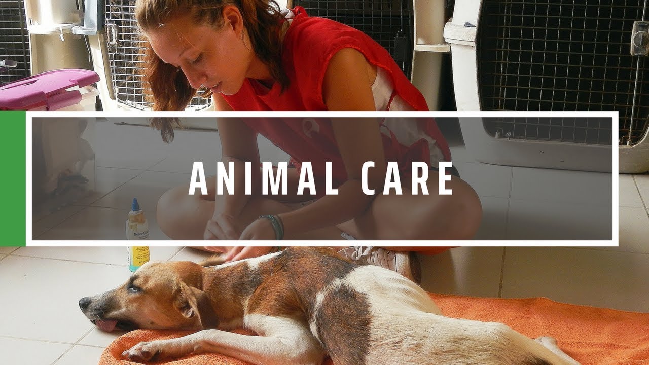 Volunteer With Animals Abroad | GVI