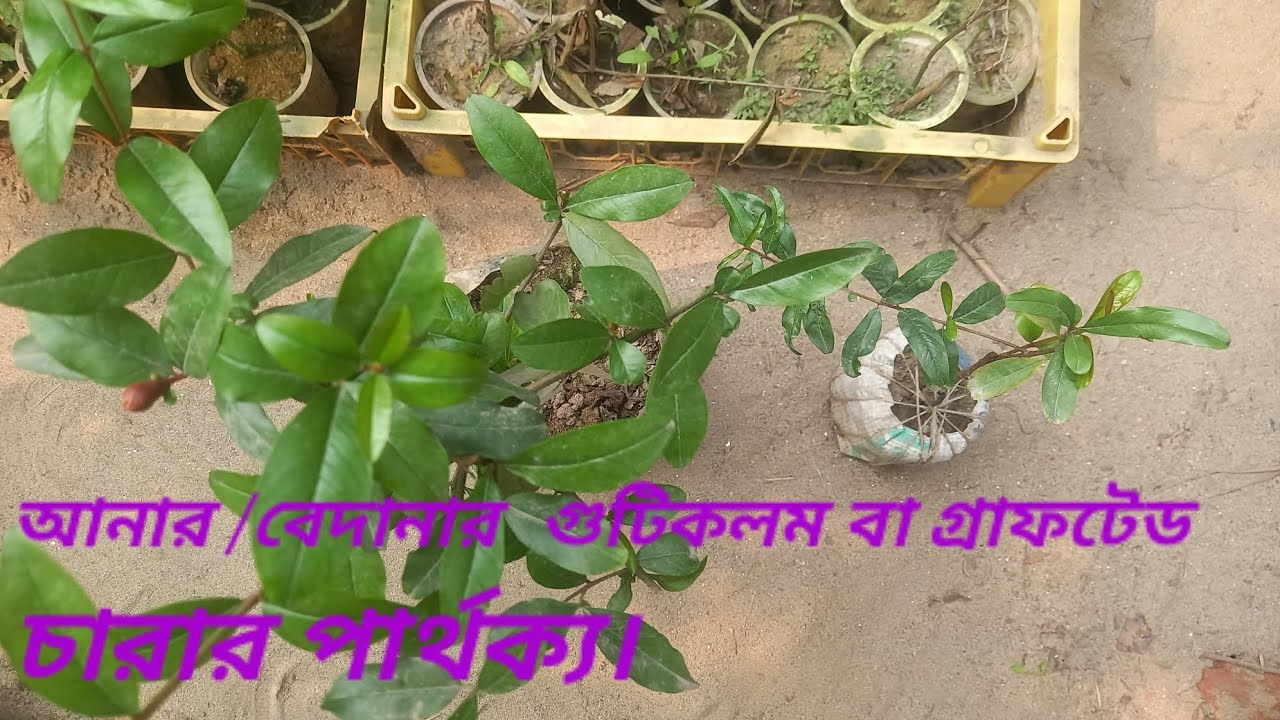 আনার/বেদানার গুটিকলম এবং গ্রাফটিং চারার পার্থক্য। Garden Story
