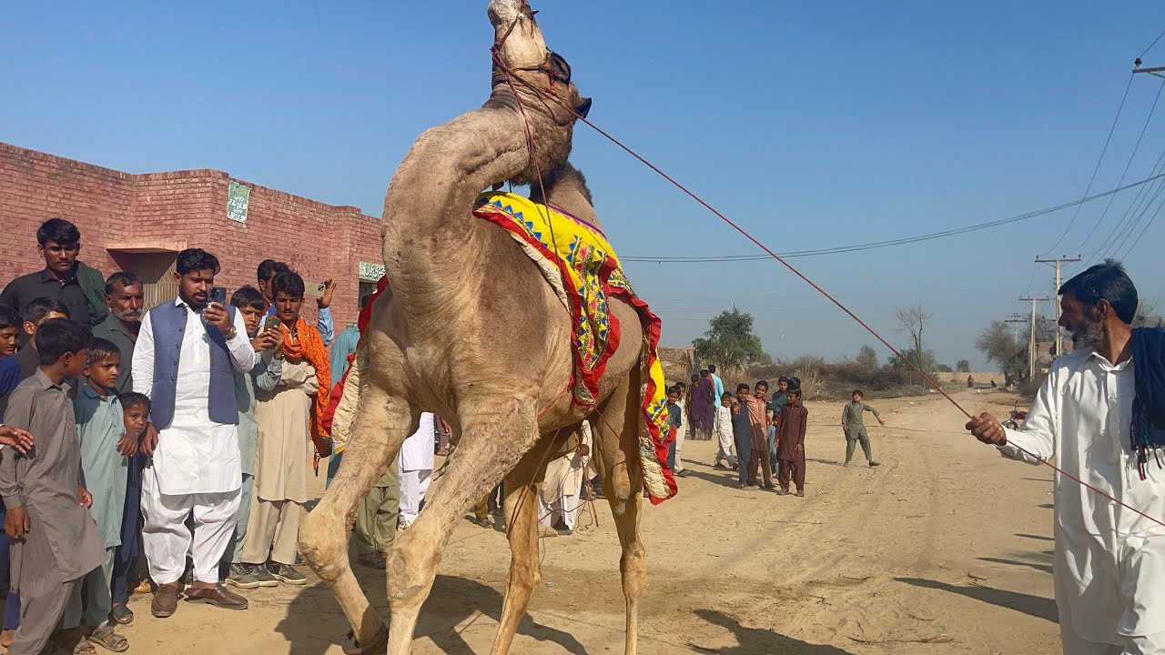 Village Wedding Camel Dance | Amazing Camel Dance in Pakistan 😲🐪