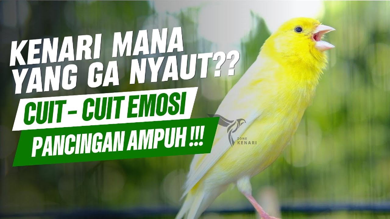 Kenari Gacor Ngerek Gaya Mewah Buat Memancing Kenari Lain Pasti Bakal Langsung Ikut Gacor #kenari