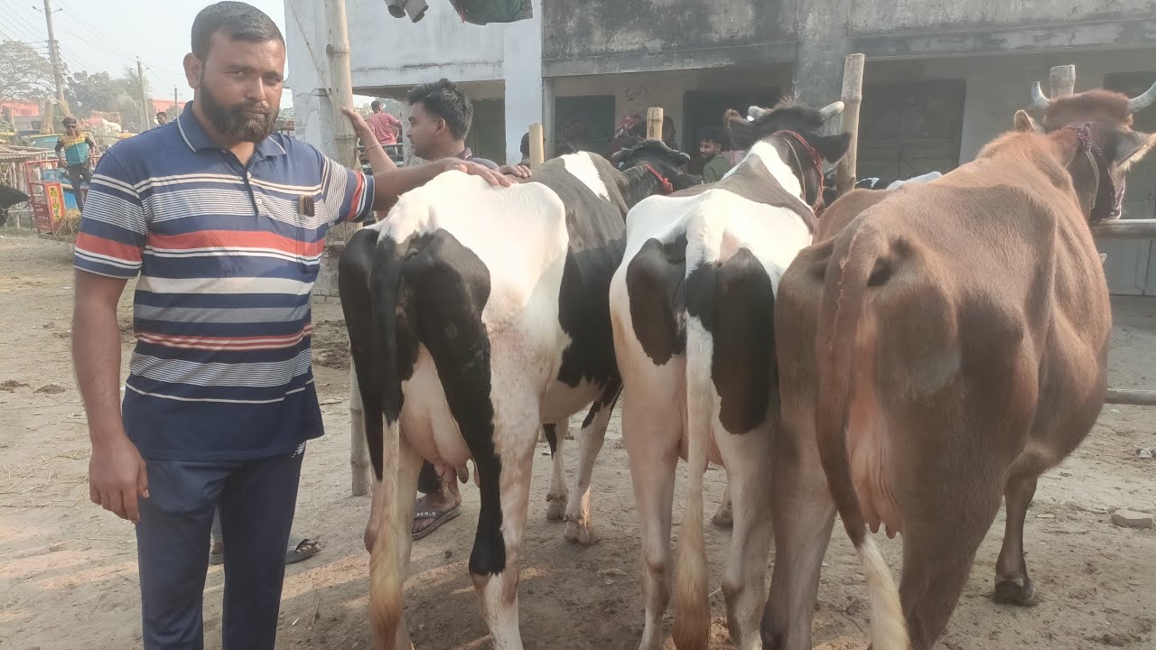 মাত্র ৩ লক্ষ ৩০ হাজার টাকায় ৩টি গাভী ও ৩০ লিটার দুধের গ্যারান্টি! লটে ৩টি গাভী নিলে ফ্রি ডেলিভারি!