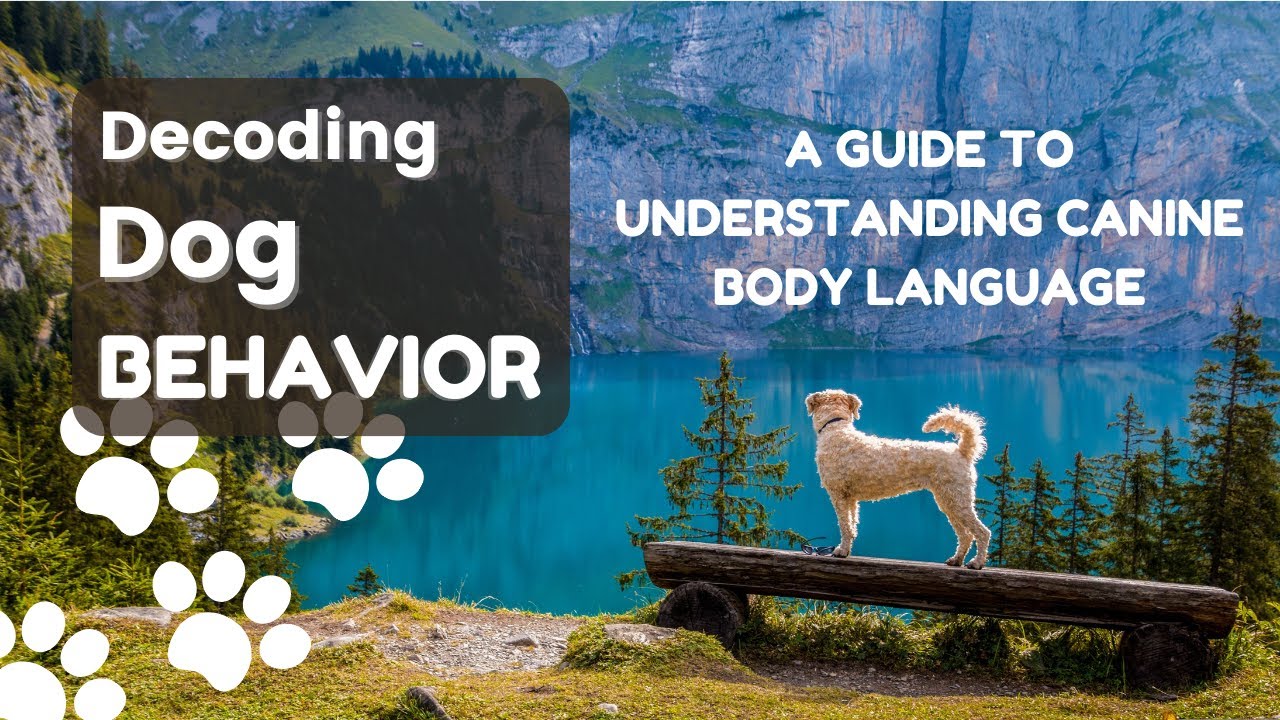Decoding Dog Behavior: A Guide to Understanding Canine Body Language