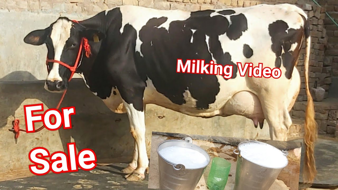 Hf cow Dairy farm Kesrisinghpur Milking Video