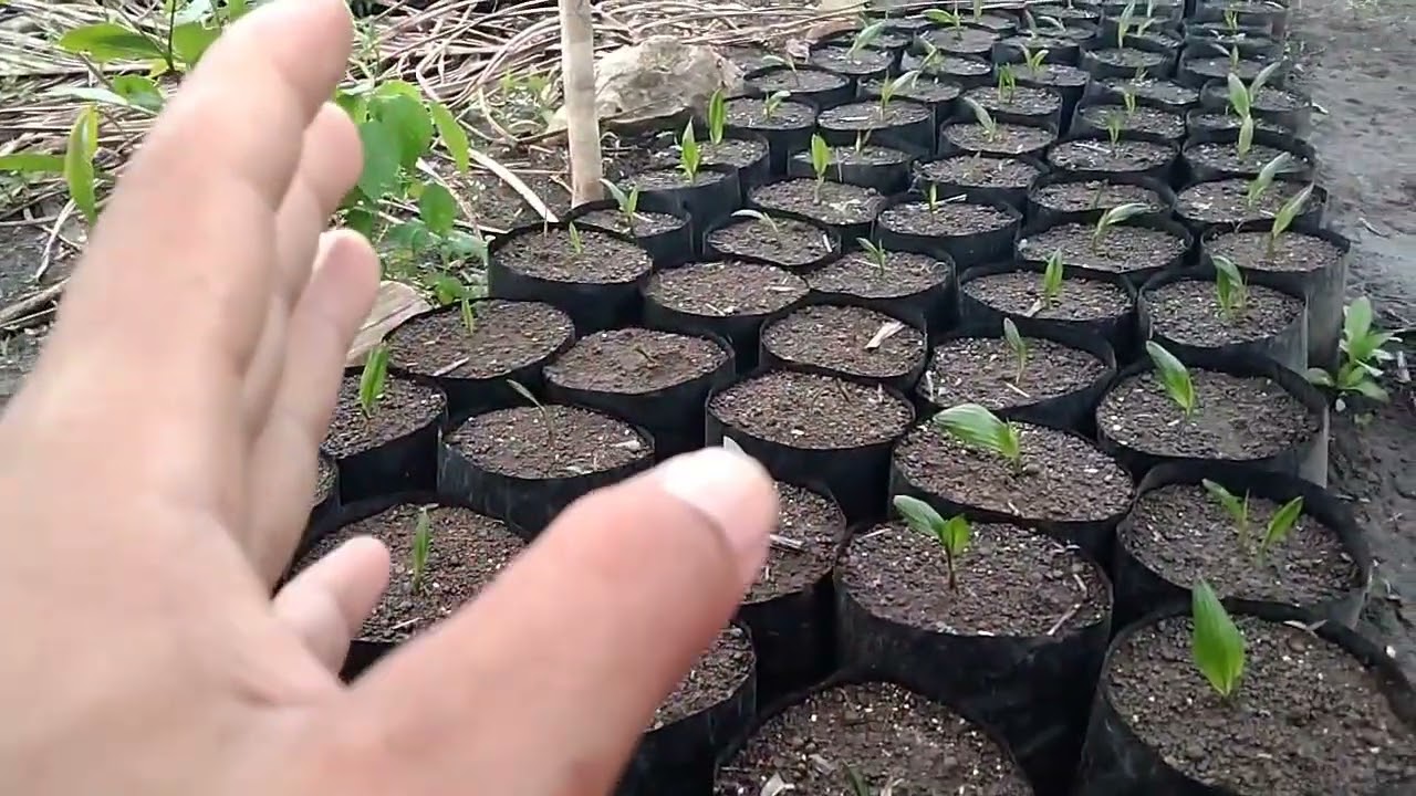 UMUR BERAPA BIBIT SAWIT SUDAH BISA DI PUPUK??