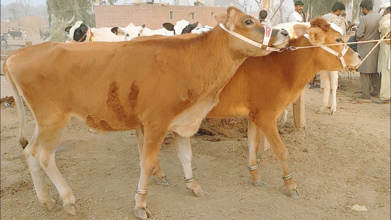 Top Class Highfers||Holesten Fresigen Jersey Highfers For Sale At Janwar Mandi Doli Shaheed Jhang