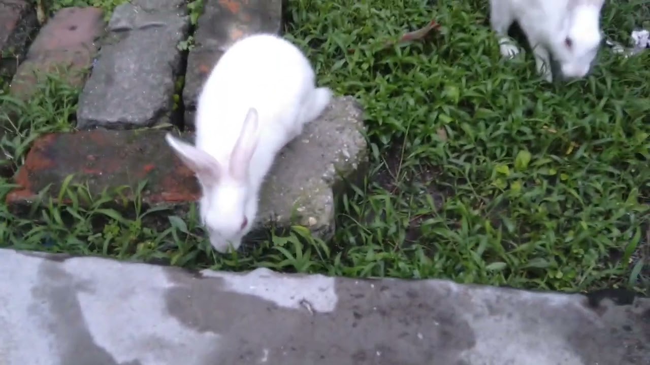 chinky family ❤️🥰#cute rabbit #funny#khargosh #comedy #viral #bunny #animal #dely video