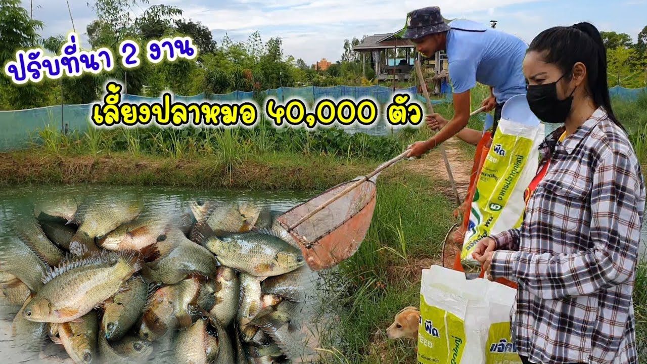 ปรับที่นา 2 งาน เลี้ยงปลาหมอ 40,000 ตัว เลี้ยงง่าย แข็งแรง จากรายได้เสริม สู่รายได้หลัก