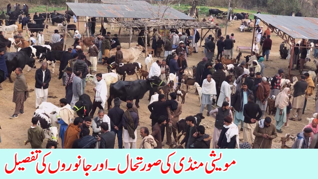 Animal market dongi mandi kotli mirpur bulls cow domail mandi bull cows fatehjangi bull cow in mandi