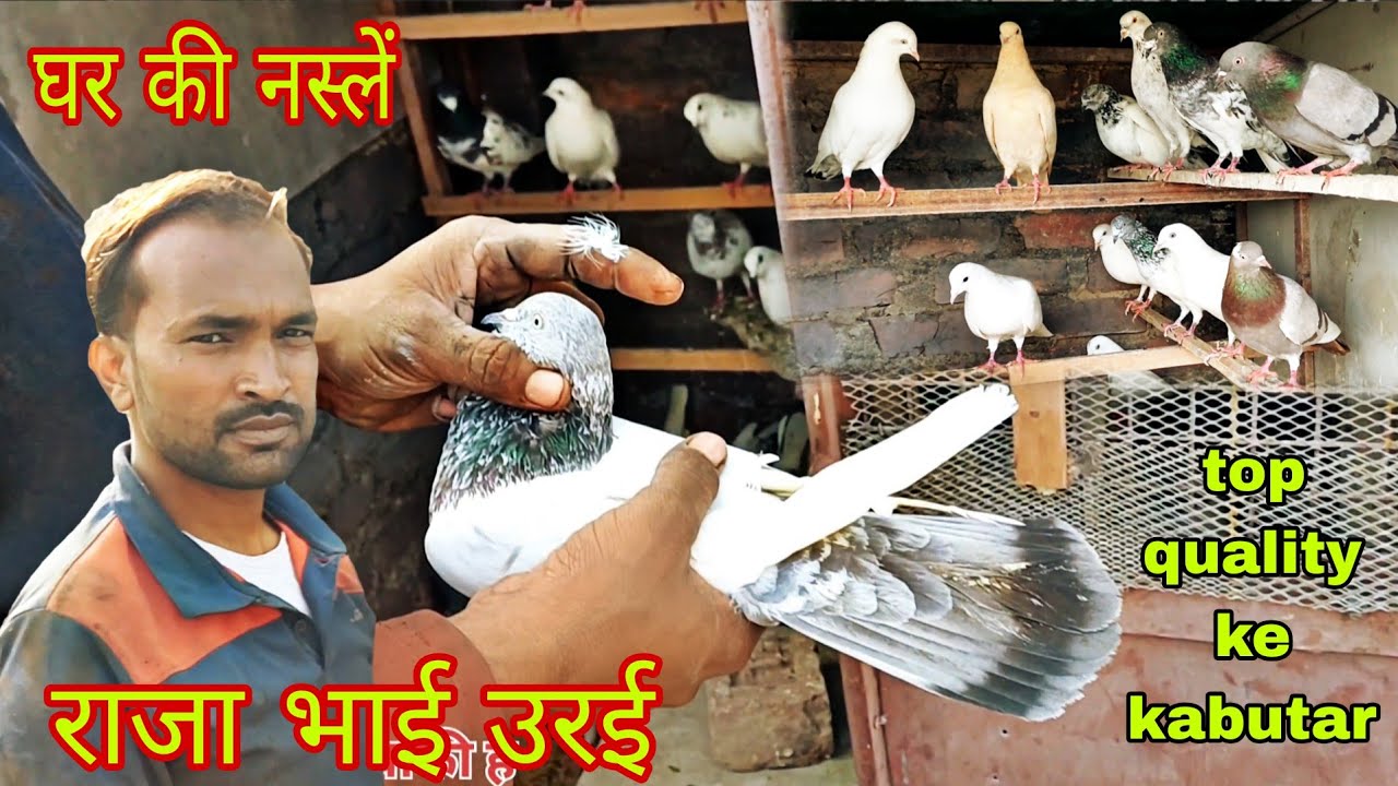 राजा भाई के घर के कबूतर उरई Ghar ki nasle highgflyar #youtube #viral #trending 