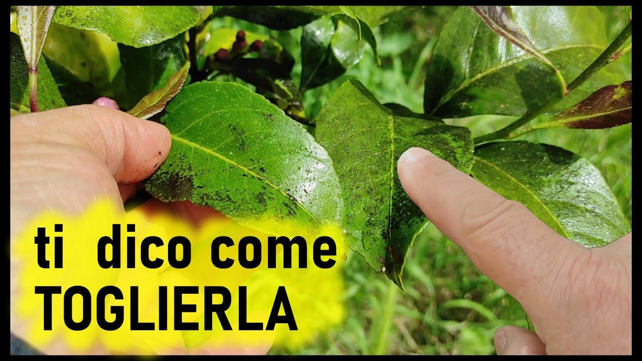 Fumaggine DEL LIMONE ti dico come ELIMINARLA (lemon smoke - hollín de limón)