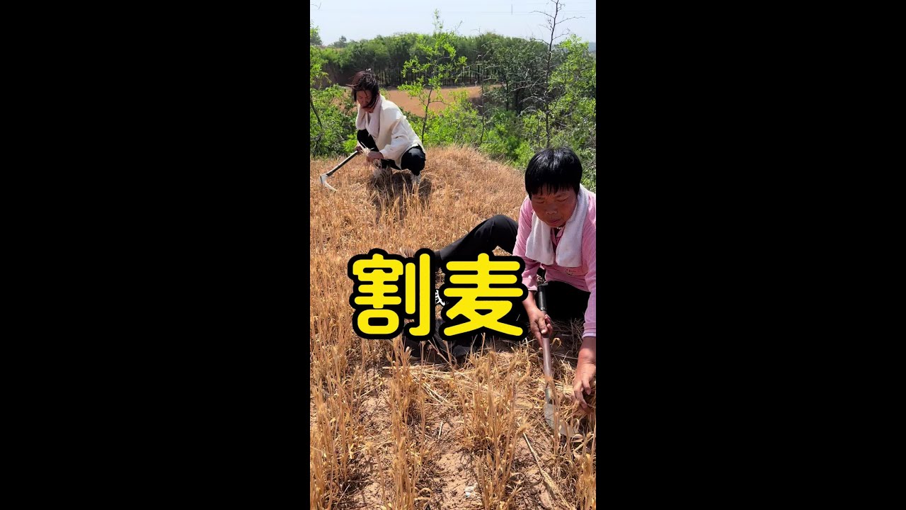 我们这里已经开始割麦了，你们那里都割了吗？今年的天气太旱，好多麦子都没有麦穗，你们那里的收成怎么样？