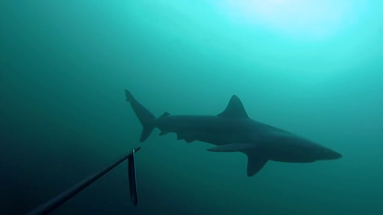 Cape Point Dive Nov 2015