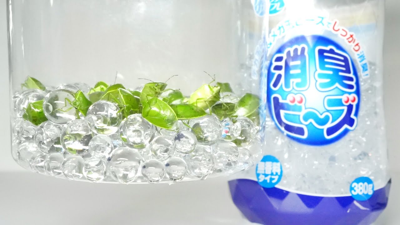 カメムシを消臭ビーズに入れて放置すると…ヤバすぎた