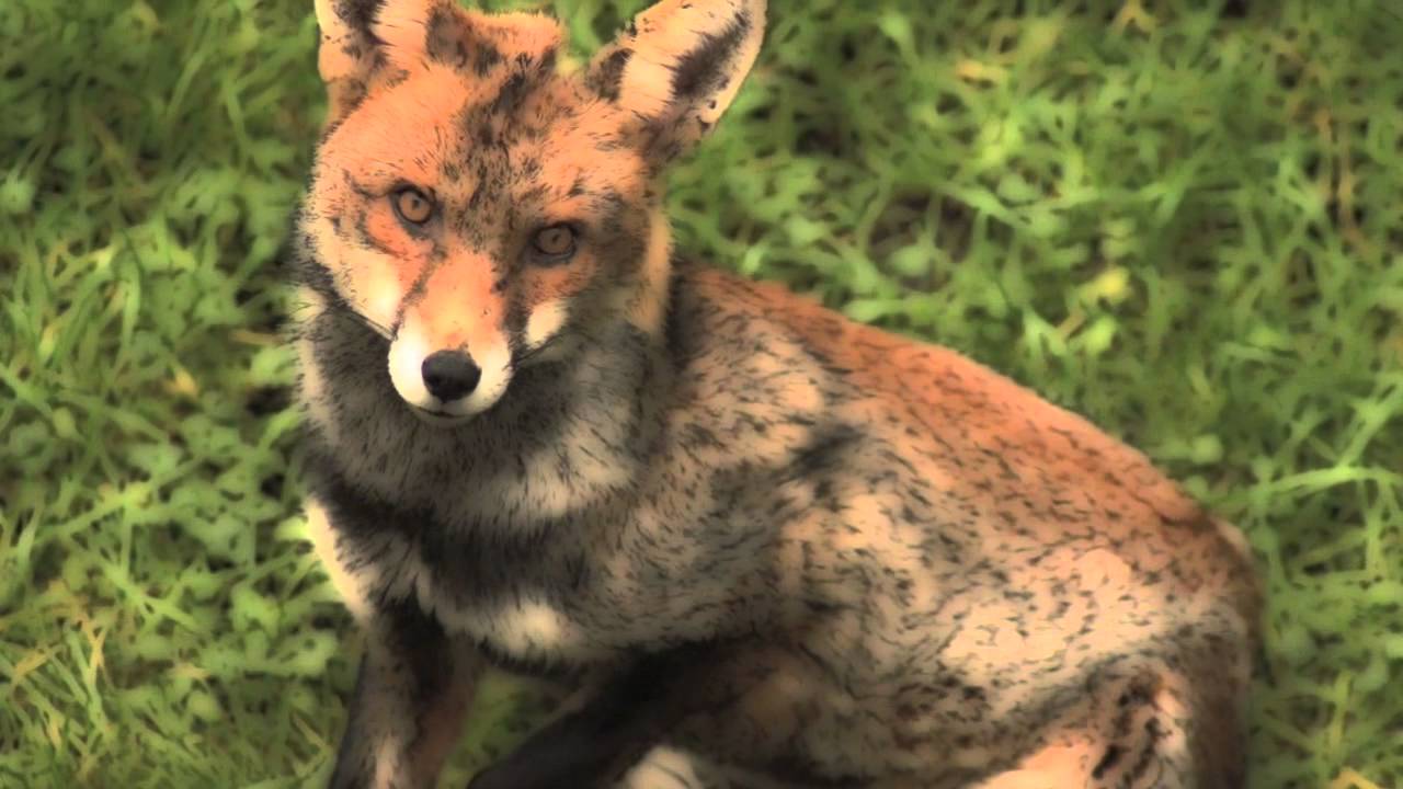 La Volpe e l'Uva - Favola di Esopo