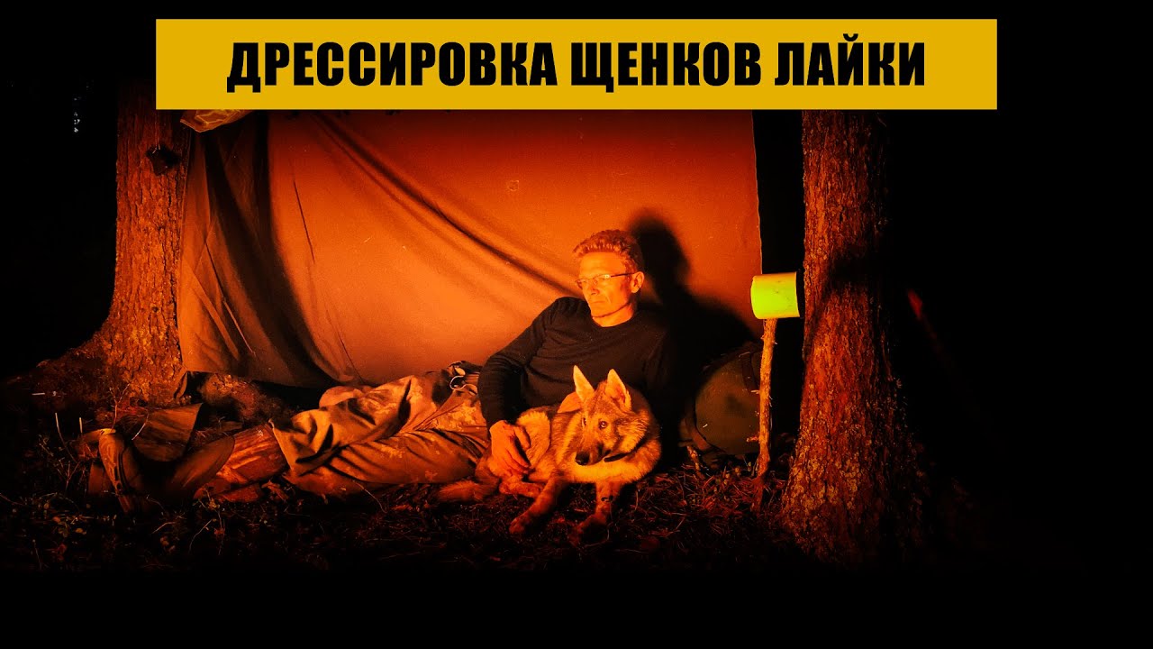 Дрессировка щенков лайки