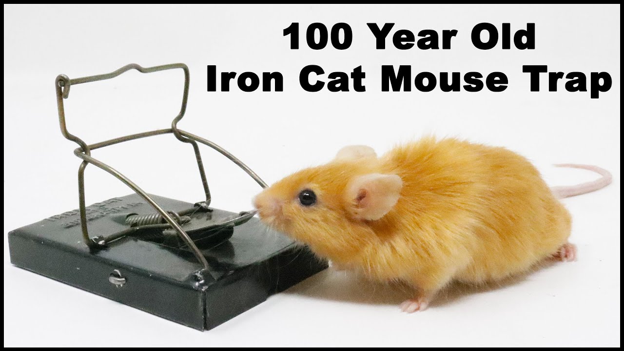 100 Year Old Iron Cat Mouse Trap. Mousetrap Monday