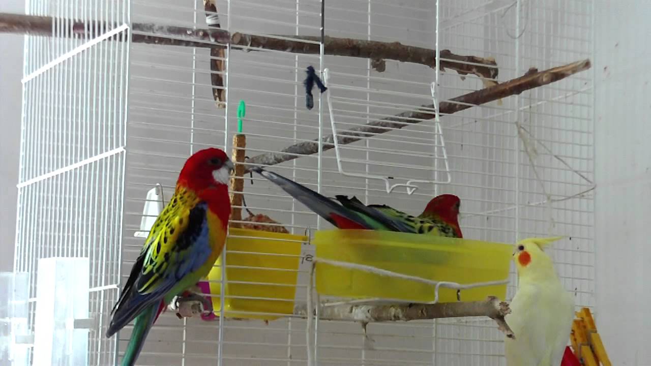 Birds bath (uncut)