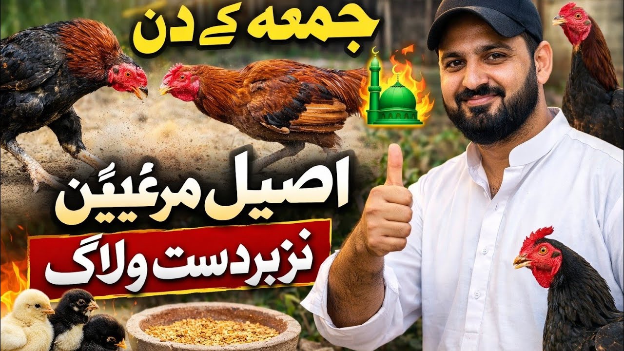 جمعہ کے دن اصیل مرغیوں کا زبردست ولاگ | Asil Murghi Care | Desi Asil Farming