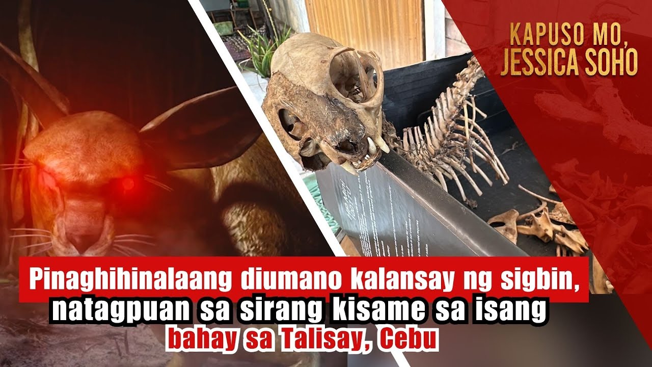 Diumano kalansay ng sigbin, natagpuan sa sirang kisame sa isang bahay | Kapuso Mo, Jessica Soho