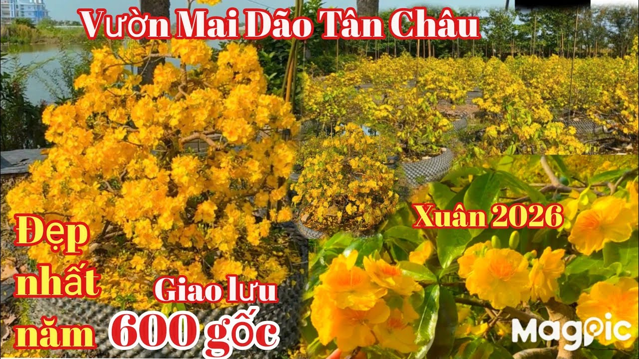 Chị Hương 👉 0913877156 💥 Bùng nổ vườn mai dão Tân Châu dáng long hoa đẹp nhất vùng năm 2026.