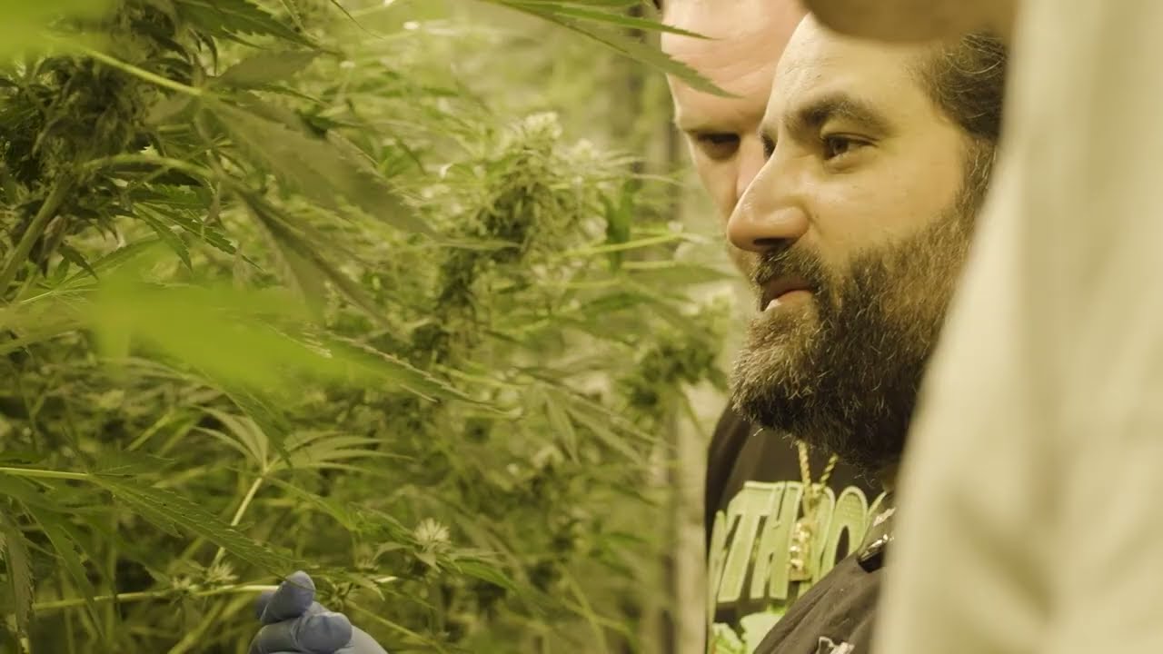 Sensi x Death Row Phenohunt