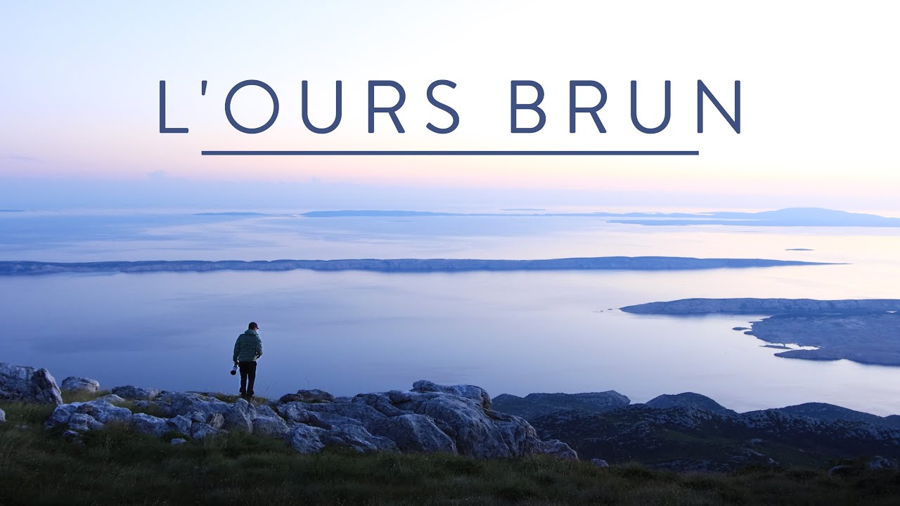 Sur les traces de l'ours brun  - 11 jours en pleine Nature