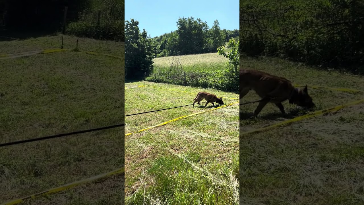 Mine Detection Dog - Sniffing