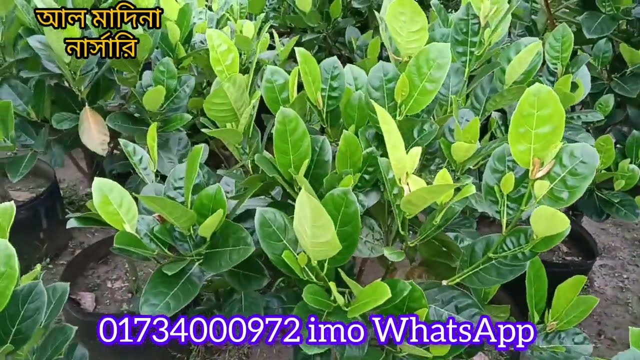 অরজিনাল বারোমাসি আঠা বিহীন ভিয়েতনামি পিংক কাঠাল ঝোপালো কলম করা ৫ ফিট উচ্চতার চারা নিতে 01734000972
