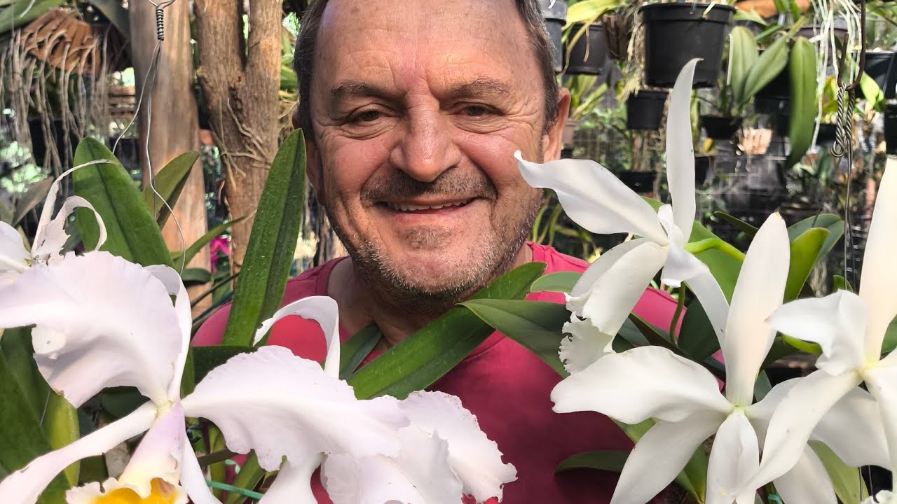 Dicas de cultivo de suas orquideas. 