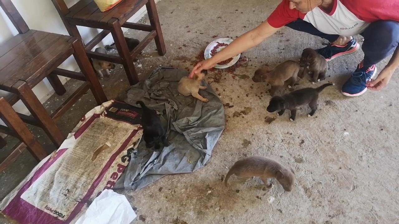 19 CUCCIOLI entrati in canile in un solo giorno... canile di Laterza