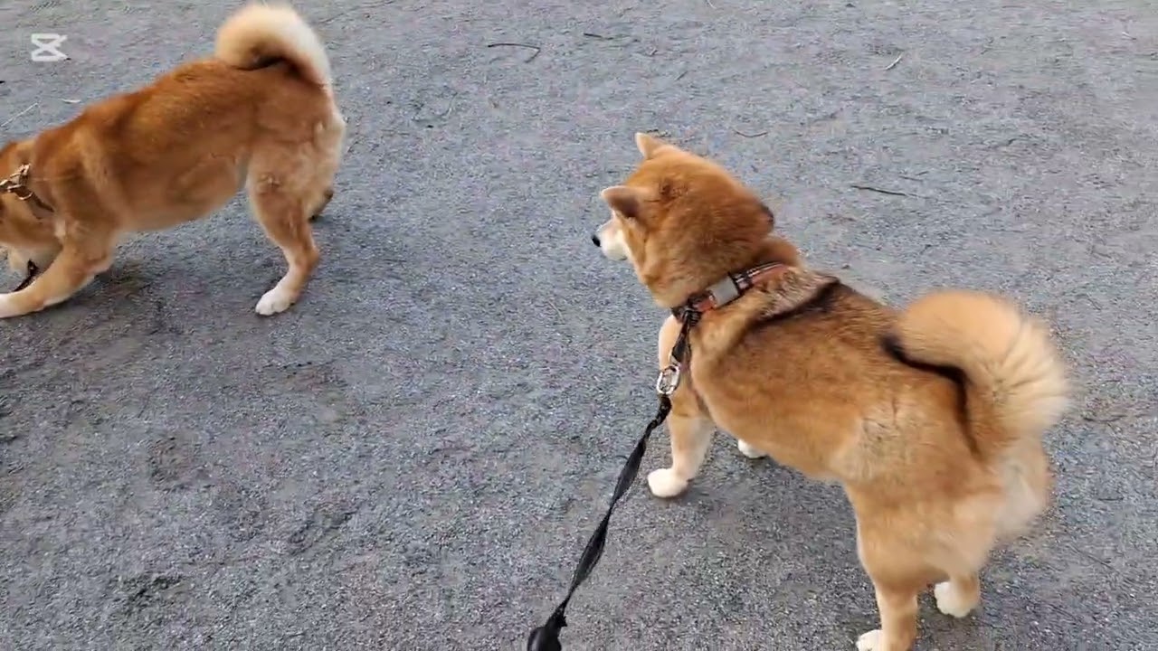 3月12日パパまたしても寝坊😅それでもお友達に会えたから良しってことで#柴犬#柴プー#可愛い犬