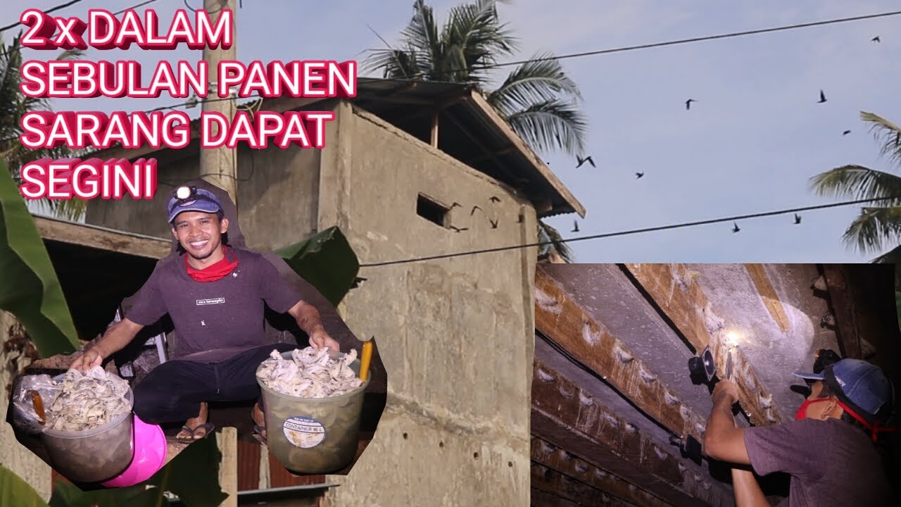 2 KALI PANEN SARANG WALET DALAM SEBULAN DI RBW RUMAHAN!!!